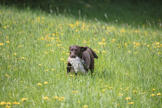Hundepräsentation 2019